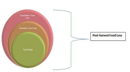 Postharvest Losses in the Caribbean: Progress and Challenges in  Quantification, Causes, Solutions and Economic Analysis